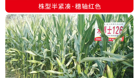 禾博士126-玉米種子-商都種業 禾博士126-玉米種子-商都種業