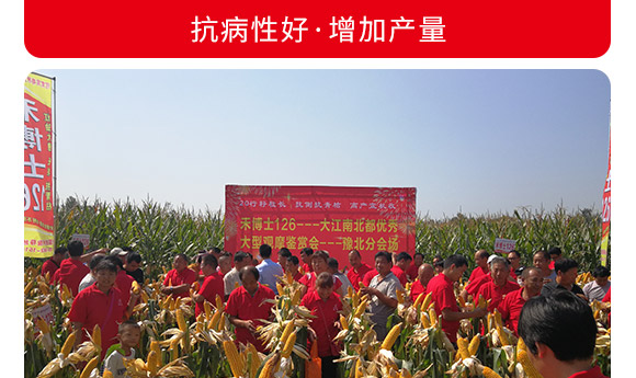 禾博士126-玉米種子-商都種業 禾博士126-玉米種子-商都種業
