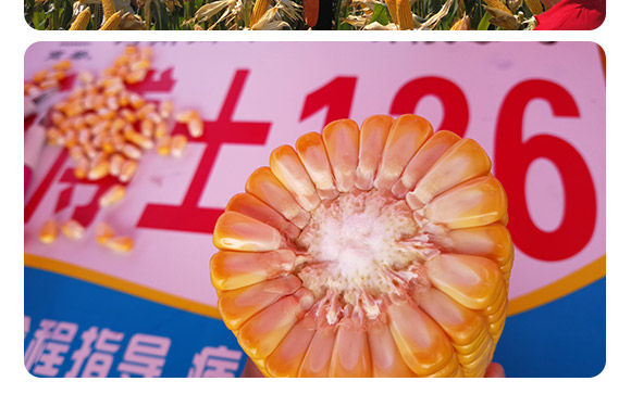 禾博士126-玉米種子-商都種業 禾博士126-玉米種子-商都種業