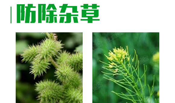 芐嘧·苯噻酰-草拳-長雙農藥 芐嘧·苯噻酰-草拳-長雙農藥