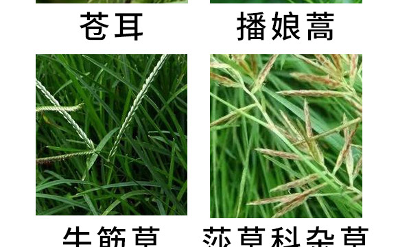 芐嘧·苯噻酰-草拳-長雙農藥 芐嘧·苯噻酰-草拳-長雙農藥
