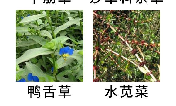 芐嘧·苯噻酰-草拳-長雙農藥 芐嘧·苯噻酰-草拳-長雙農藥