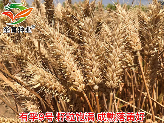鏈夊瓪9鍙?灝忛害縐嶅瓙-鍧旇偛縐嶄笟.jpg1.jpg 鏈夊瓪9鍙?灝忛害縐嶅瓙-鍧旇偛縐嶄笟.jpg1.jpg