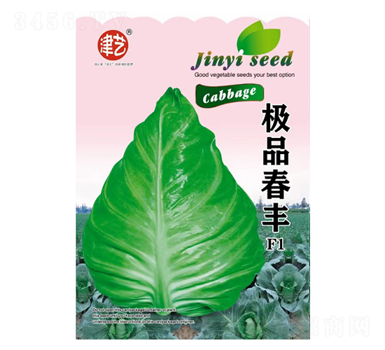 甘藍種子-春豐-邯豐農業