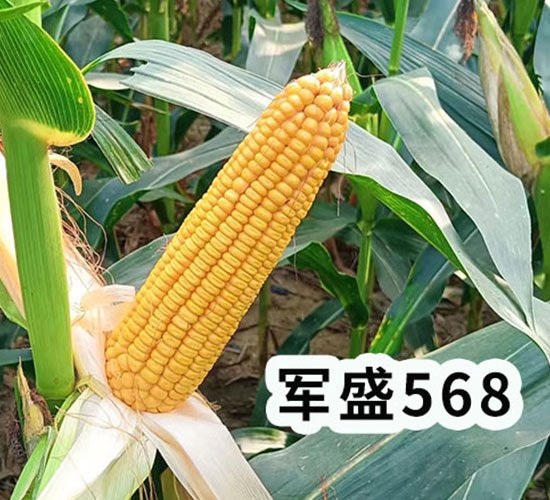 軍盛568玉米種子-坔育種業