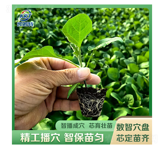 育苗-凱若特