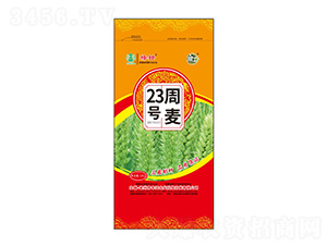 ����23̖С���N��-�S���r�I