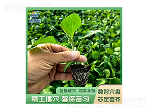 育苗-凱若特